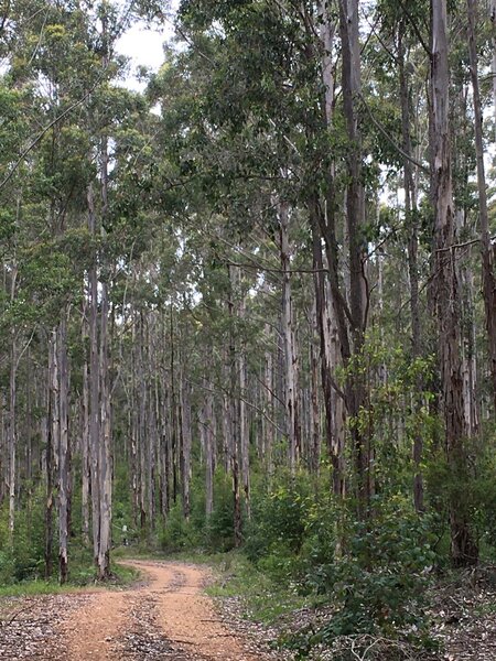 Windy forestry road used by the Munda Biddi.