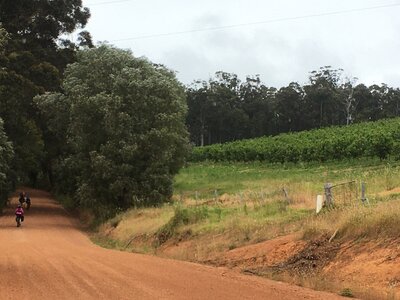 One of several picturesque vineyards on the side of the hills coming into Pemberton (not pictured is a beautiful lake or dam in the valley on the other side of the road).