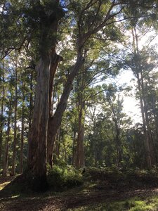 The start of healthy karri forest in (or close to) Gloucester National Park, coming into Pemberton on the Munda Biddi Trail.