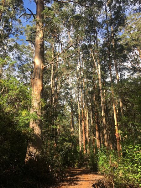 Sunning healthy karri forest, and well maintained trail.