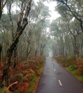 Karak Trail Collie on a misty morning.