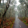 Karak Trail Collie on a misty morning.