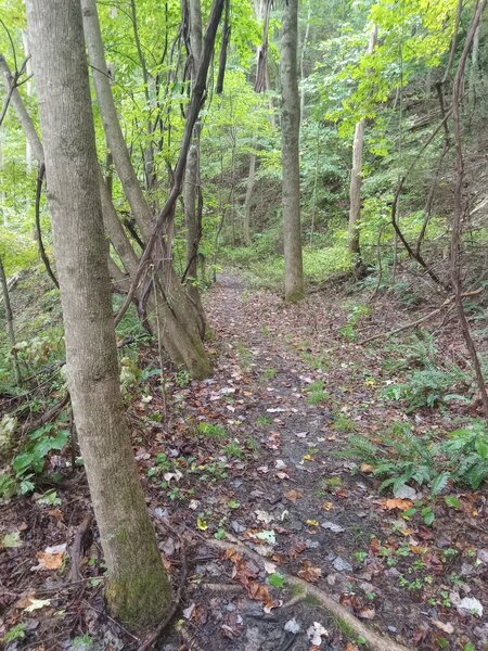 Singletrack on Wildflower Trail. Most of the trail once was a logging trail.