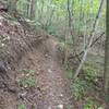 Singletrack on Wildflower Trail. Near start of trail.