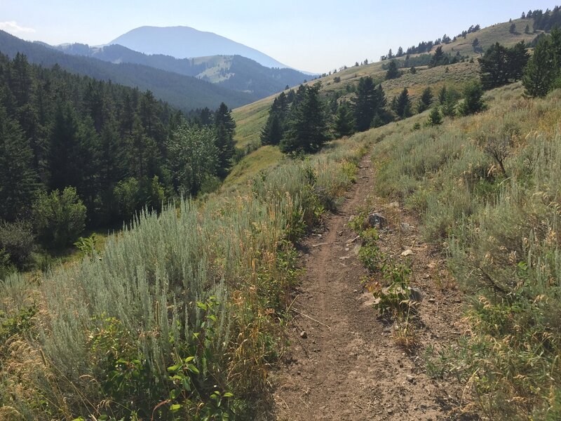 Looking west from near the Kirby Creek Trail junction; beginning of descent to Thain Creek Campground.