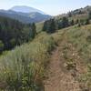 Looking west from near the Kirby Creek Trail junction; beginning of descent to Thain Creek Campground.