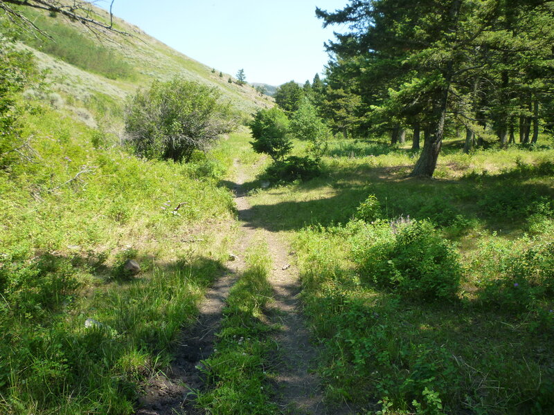 Looking east up the lower reaches of North Fork Highwood Creek Trail; trail braids a bit as it nears the end of old FS8840 road.