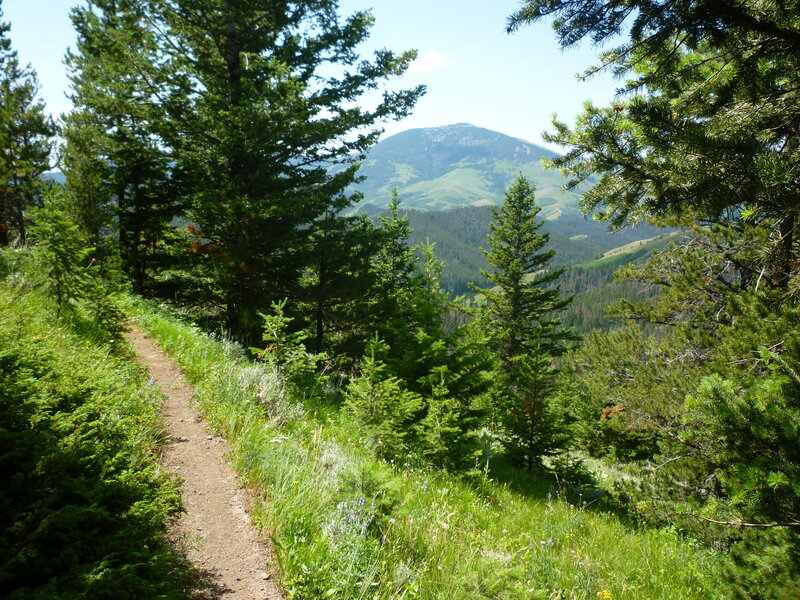 Southbound on Marie Spring Trail, shortly after the Briggs Creek junction; Highwood Baldy in distant center.