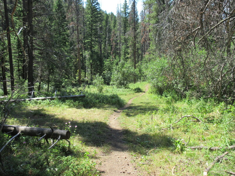 Looking south down Windy Mountain Trail 454 toward Thain Creek Campground.