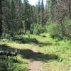 Looking south down Windy Mountain Trail 454 toward Thain Creek Campground.