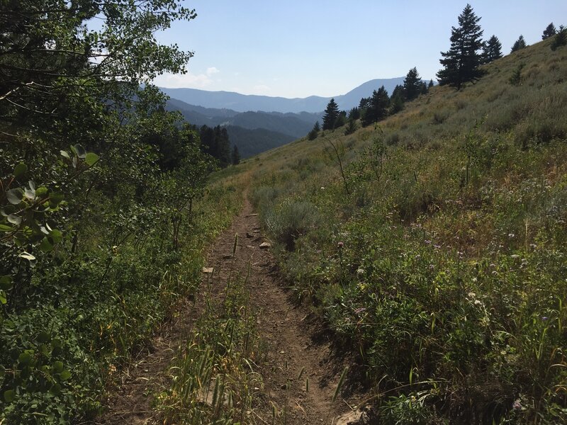 Looking west near the top of North Fork Highwood Creek Trail in preparation for a four-mile descent to Thain Creek Campground.