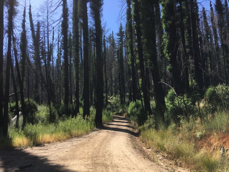 Two years after CZU fire:  road is open and redwoods are recovering!