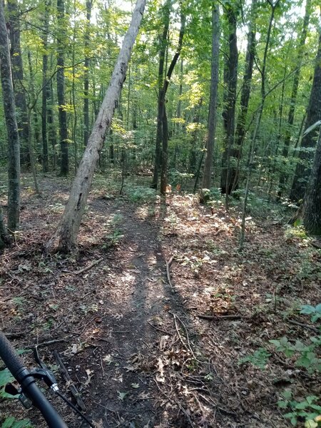 Singletrack before a hill on Green Valley.