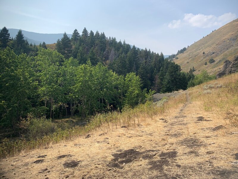 Looking west from trail's end at east forest boundary. Mellow climbing for ~1.5 mi. w multiple crossings of Cottonwood Creek.