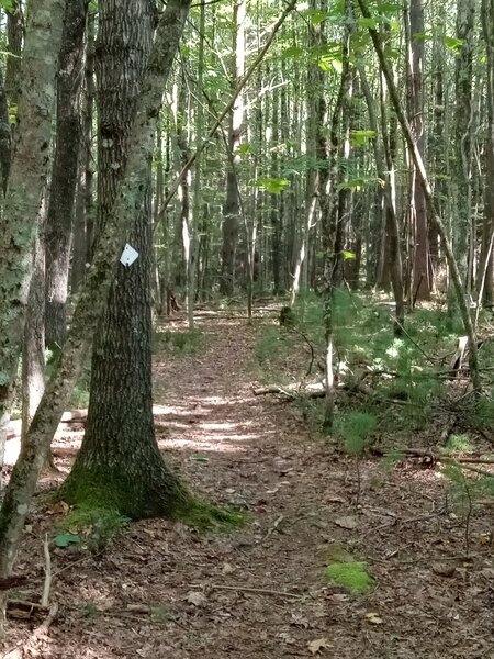 Singletrack on Easy Street; most of the trail is like this.