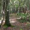 Singletrack on Easy Street; most of the trail is like this.