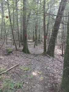 Natural Ridge's tough singletrack.