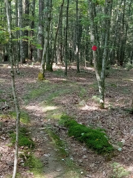 A spot of mossy singletrack on Natural Ridge.