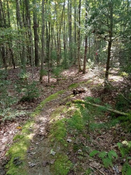 Mossy singletrack on Natural Ridge.