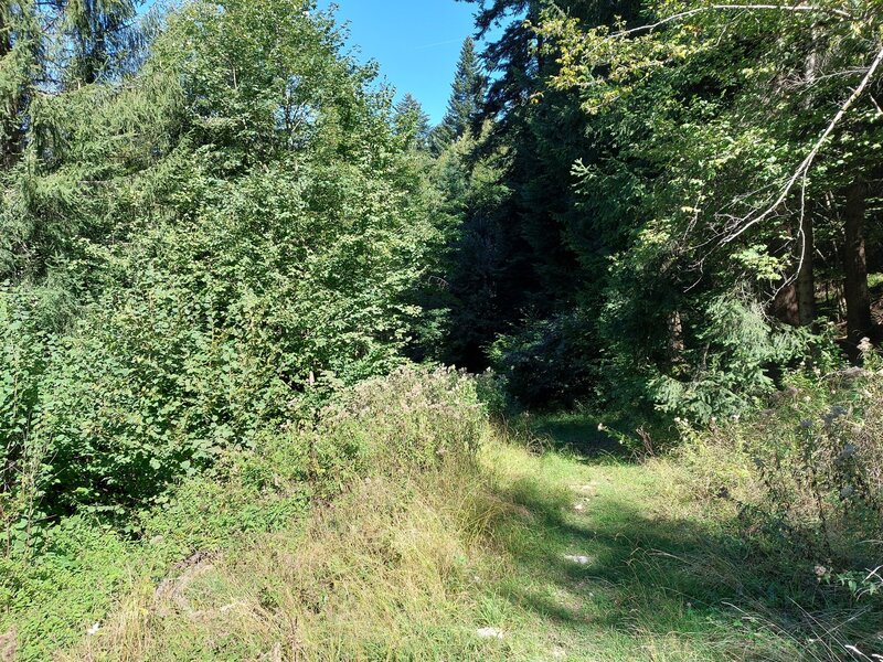 Strada forestale Cercenà.