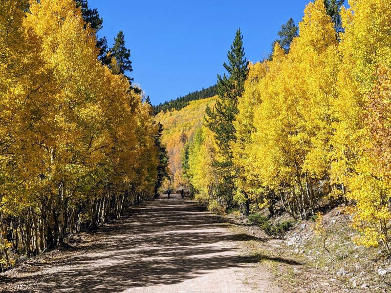 Nice aspens