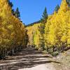 Nice aspens