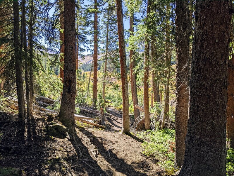 Gorgeous trail through trees