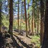 Gorgeous trail through trees