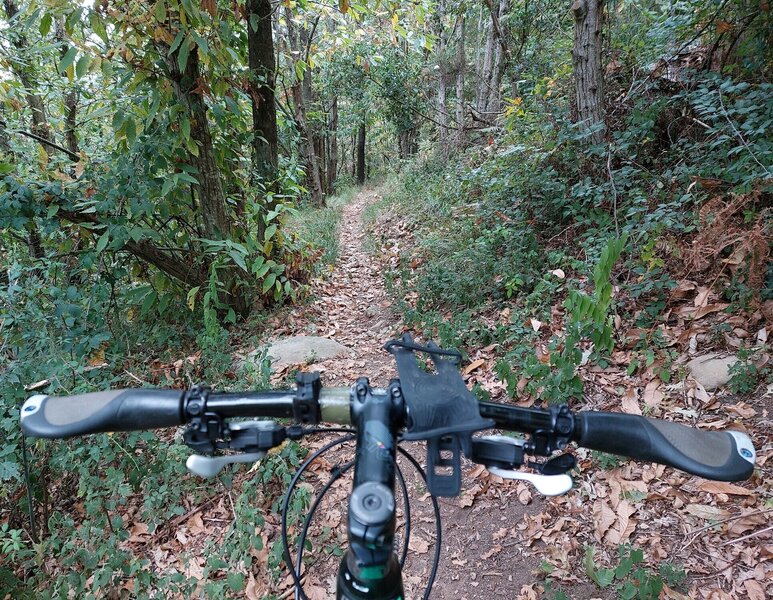 Unmarked downhill to Sentiero #502: flowy section in the upper half