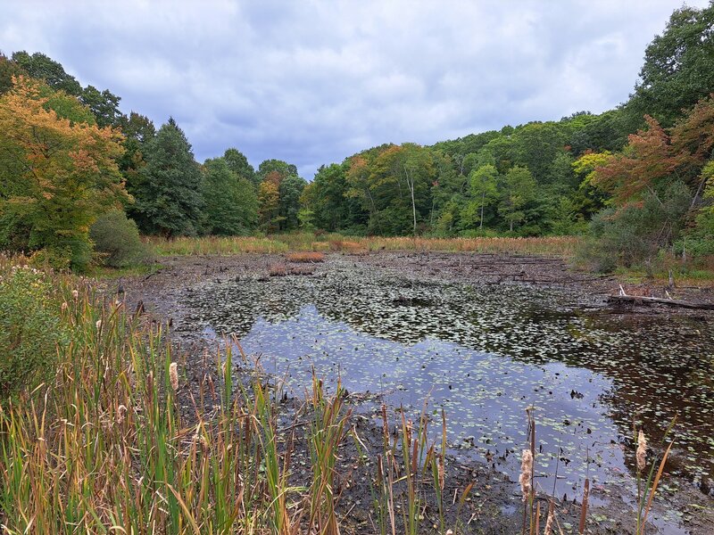 Pond near the trailhead.