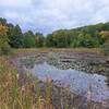 Pond near the trailhead.