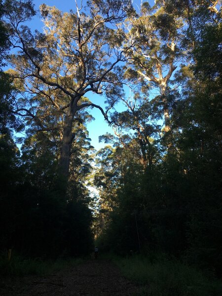 Marri trees towering over the Munda Biddi Trail.