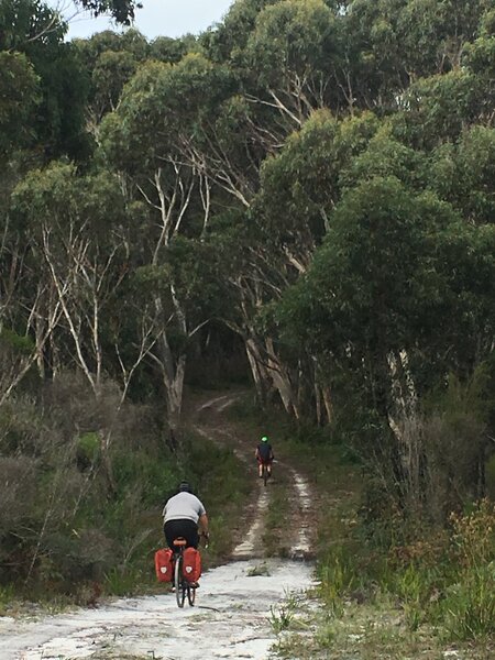 Along the wet sand - entering a tree tunnel after the sandy flowering plains.