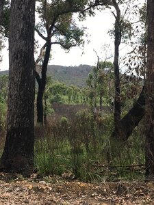 Logging roads, recovering forest and some huge kingia.
