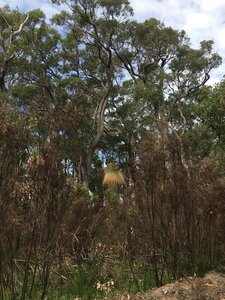 Kingia in jarrah forest along the Munda Biddi trail.