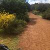 Wildflower season in John Forest National Park.