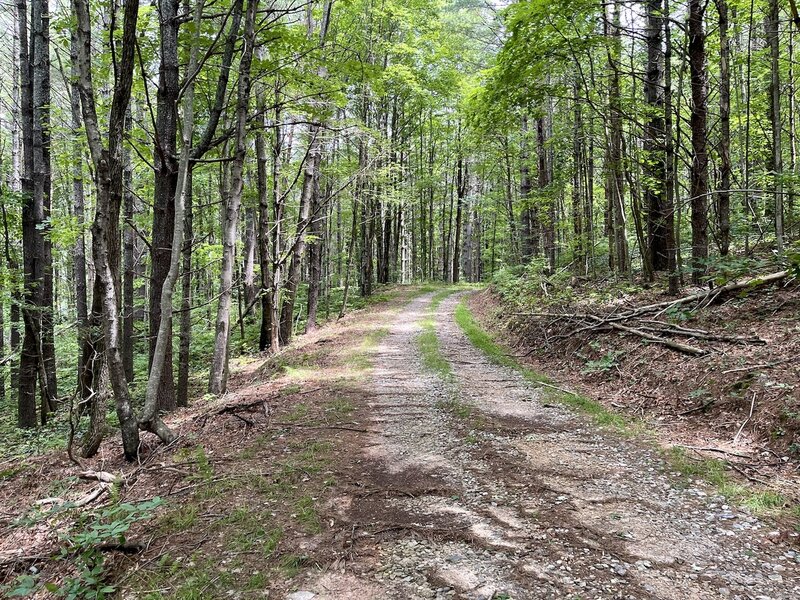 Martin Branch Road - climbing up (going north)