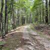 Martin Branch Road - climbing up (going north)