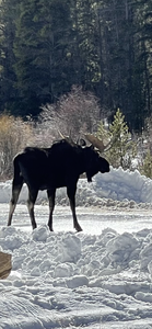 YUGE moose in parking area.