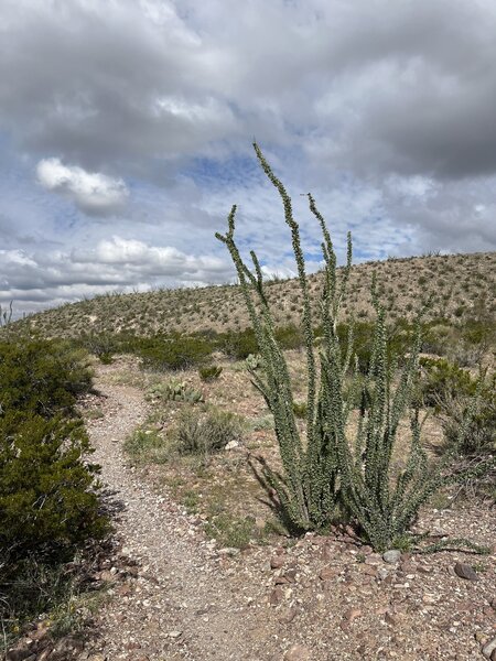 Ocotillo Plant at the junction of Lost Dog and The Ocotillo Trail.