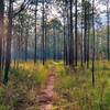 Sunrise on the yellow trail.