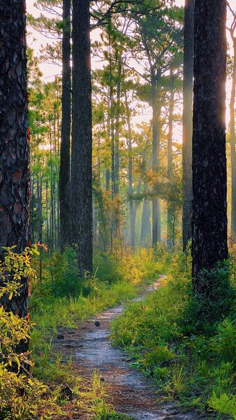 Morning on the yellow trail.