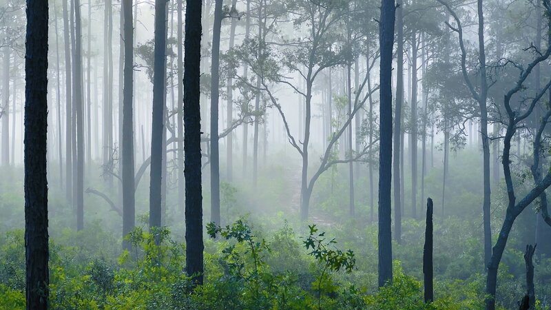 Heavy fog on the Sugar Mountain