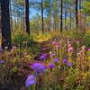 Wildflowers