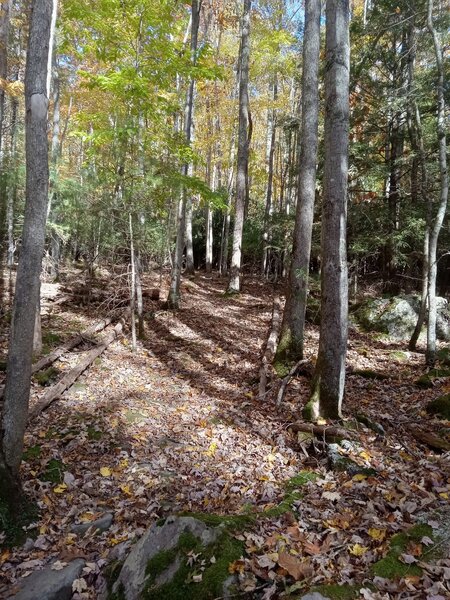 Fall singletrack Rhododendron Trail.