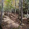 Fall singletrack Rhododendron Trail.