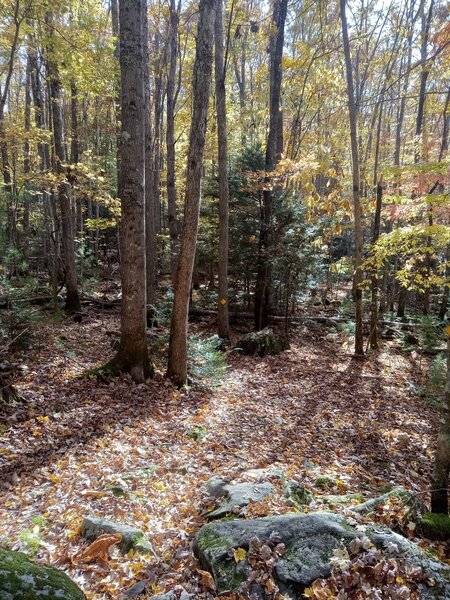 Rocky Section on Rhododendron Run.