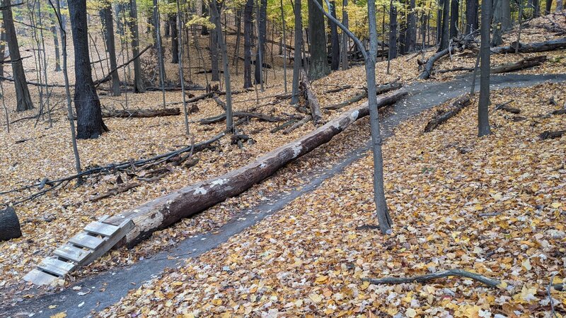 Skinny feature on the Orange Trail.