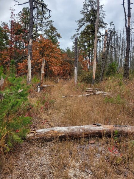 Looking East across the CNJ RR tracks to trail to Cranberry Boggs.