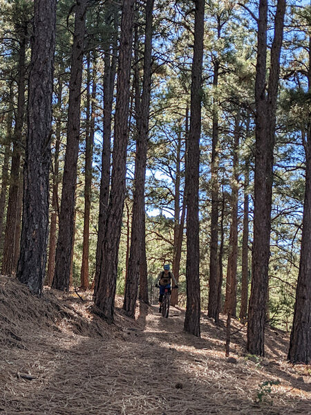 The biome starts to shift along Fishers Peak Trail with large pine stands.